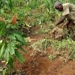 agroforesterie-kenya_lightbox